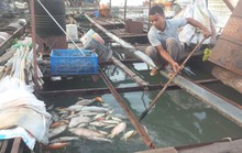Cá bè trên sông Đồng Nai lại chết hàng loạt