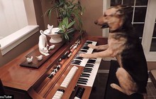 Chó học chơi piano gây sốt trên mạng