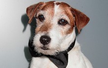 “Diễn viên bốn chân” Uggie qua đời ở tuổi 13