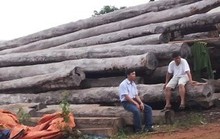 Bộ Công an “đánh úp” các xưởng gỗ khủng ở Gia Lai