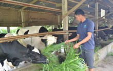Vì sao Dalat Milk ngưng mua sữa có tỉ lệ nước trên 4%?