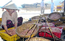 Đầu năm ngư dân Bình Định trúng đậm ruốc biển