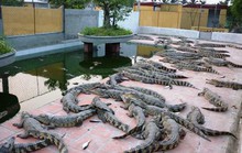 Háo hức nuôi cá sấu, coi chừng mắc bẫy!