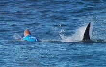 Cá mập tấn công VĐV lướt ván suýt chết