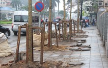 Trồng cây lát hoa thay cây mỡ trên đường Nguyễn Chí Thanh
