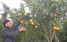 Cam Xã Đoài ngắc ngoải