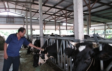 Người nuôi bò sữa TP HCM cũng gặp khó