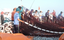 Ngư dân Lý Sơn hả hê bởi trúng lộc biển đầu năm
