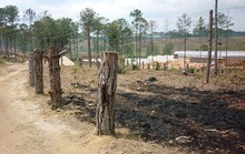 Tàn hại rừng thông