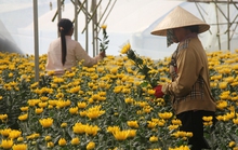 Cúc Đà Lạt khan hiếm, giá tăng vọt