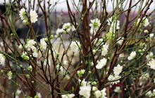 Ngắm bạch đào cánh trắng như tuyết giá 2 triệu đồng/cây