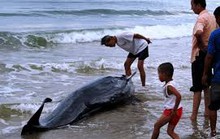 Cá voi nặng 250 kg mắc lưới ngư dân