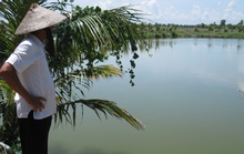 Thương lái gian lận, “cướp tôm của nông dân