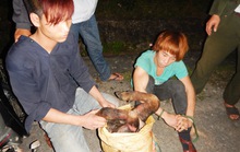 Bẫy chết sơn dương rồi xẻ thịt chia nhau