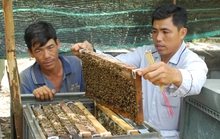 Về Đồng Tháp nuôi ong lấy mật làm giàu