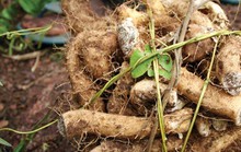 Củ mài, mật mía giúp bổ thận tráng dương