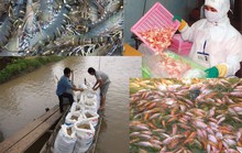 “Xuất khẩu thủy sản giảm đừng đổi lỗi cho Trung Quốc”