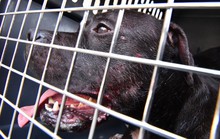 Mỹ: Đàn chó nhà nổi điên cắn gần đứt tay chủ