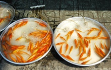 Cá chép đắt hàng trong ngày ông Công, ông Táo