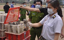 Bắt quả tang vụ nhập lậu 4.000 con chim bồ câu Trung Quốc