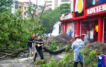 Hà Nội: Không thể nói cây đổ trong bão số 1 là do sai quy trình