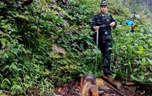Dùng chó nghiệp vụ truy lùng nghi can gây thảm sát ở Lào Cai