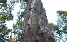 Chuyện kể quanh cây sao 700 năm tuổi ở Tam Bình