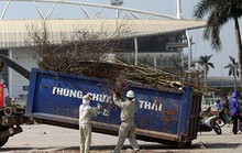 Hà Nội: Đào tết cả triệu bị quăng vào thùng rác