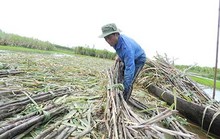 Đường Thái 'giết chết' đường Việt