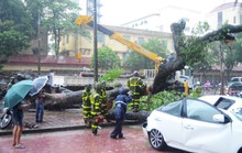Hà Nội: Mưa to, cây đổ đè xế hộp bẹp dúm trong bão số 3