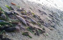 Tàu Trung Quốc đổ hóa chất giết cá quanh đảo Thị Tứ?