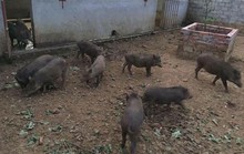 Người Hà Nội đặt nuôi lợn rừng online ăn Tết