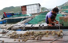 Ô nhiễm đe dọa nuôi trồng hải sản