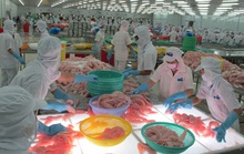 Kiểm soát chặt thủy sản xuất sang Trung Quốc