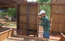 Lại khổ vì bọ đậu đen