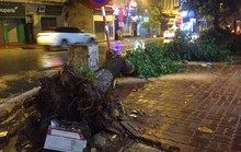 Bão số 3 chưa tới, cây đổ la liệt tại Hà Nội