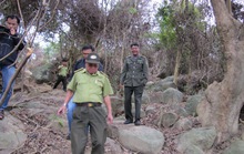 Vụ phá rừng Sơn Trà: Cách chức hạt trưởng, hạt phó kiểm lâm