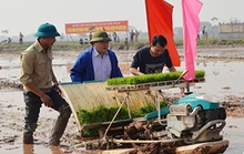 Tân Bí thư Hà Nội lội bùn cấy lúa xuân cùng nông dân