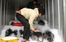 Xuất khẩu cá ngừ sang Trung Quốc tăng vọt