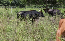 Bò tót xuất hiện ở khu vực rừng bảo tồn quốc gia Mã Đà