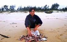 Cá chết bất thường trôi dạt vào bờ biển Quảng Trị