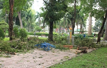 Người phụ nữ bị cây đè ở công viên Tao Đàn đã tử vong