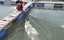 Cá bè Long Sơn lại chết trắng