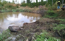 Phát hiện voi rừng chết trong nương rẫy ở Đắk Lắk