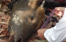Bắt 2 nghi phạm bắn chết bò tót ở Đồng Nai