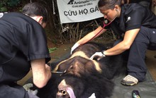 Giải cứu gấu ngựa ra khỏi Khu Du lịch Đam B’ri