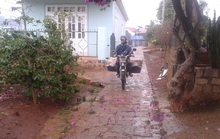 Lâm Đồng có mưa vàng