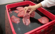 Heo nái giả thịt bò chứa đầy vi sinh gây bệnh