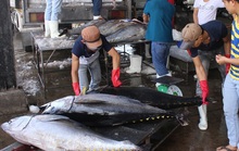 EU ngày càng chuộng cá ngừ Việt Nam