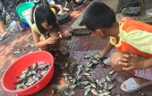 TP Vũng Tàu: Sau mưa lớn, dân bắt được cá hơn 5 kg